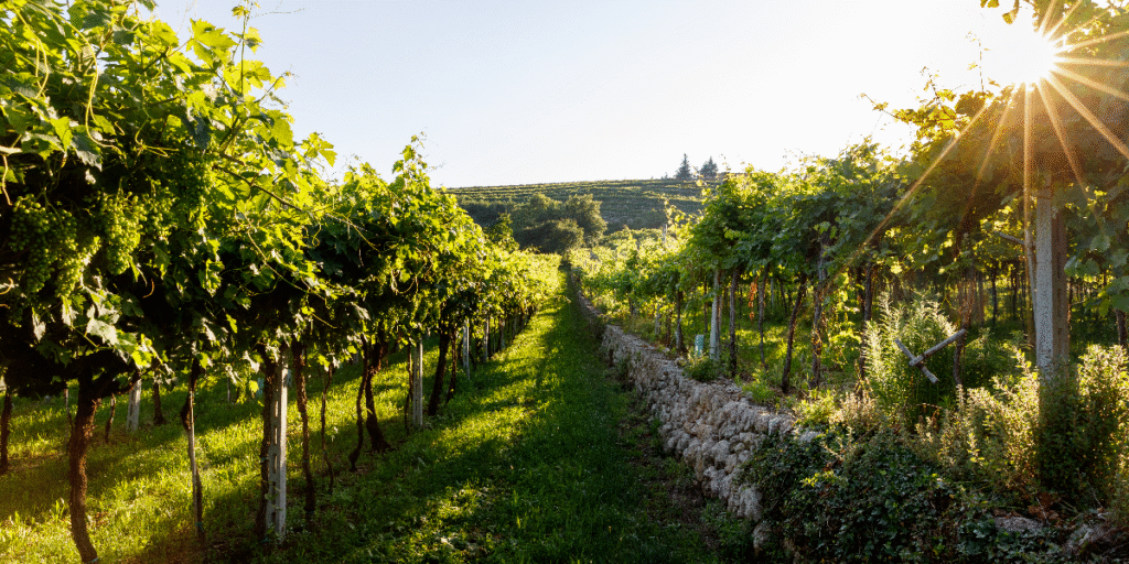 Valpolicella_-dove-si-trova-cosa-vedere-e-perche-visitarla_Cesari_middle.png
