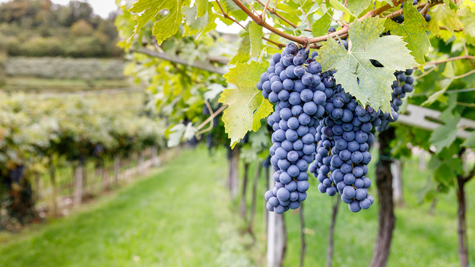 Vitigni e uvaggi dell'Amarone e dei vini della Valpolicella - Cesari