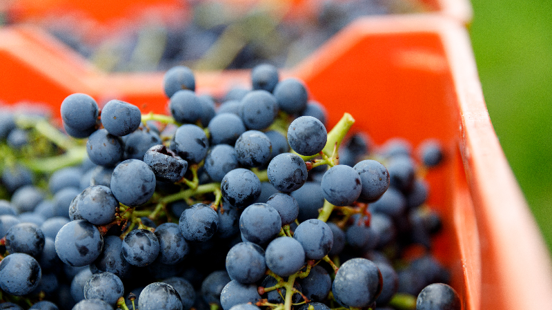 Vitigni-e-uvaggio-dell_Amarone-e-dei-vini-della-Valpolicella-Cesari_middle.png