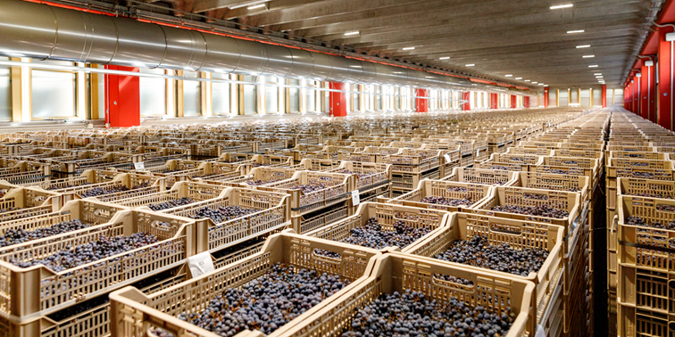 Amarone e Ripasso: differenze e somiglianze fruttaio cesari