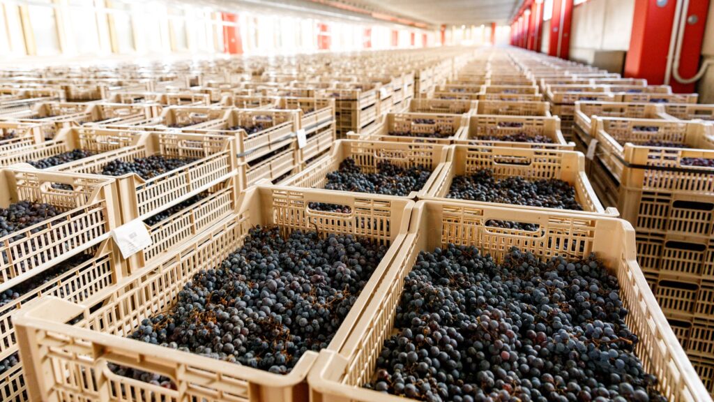 appassimento Amarone_Amarone appassimento technique_grape drying loft with hundreds of grape crates