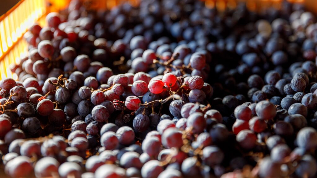 appassimento Amarone_Amarone appassimento technique_close-up of grape bunches in a crate